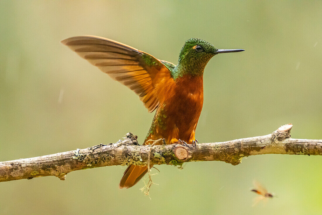 Ecuador, Guango. Chestnut-breasted coronet hummingbird close-up.