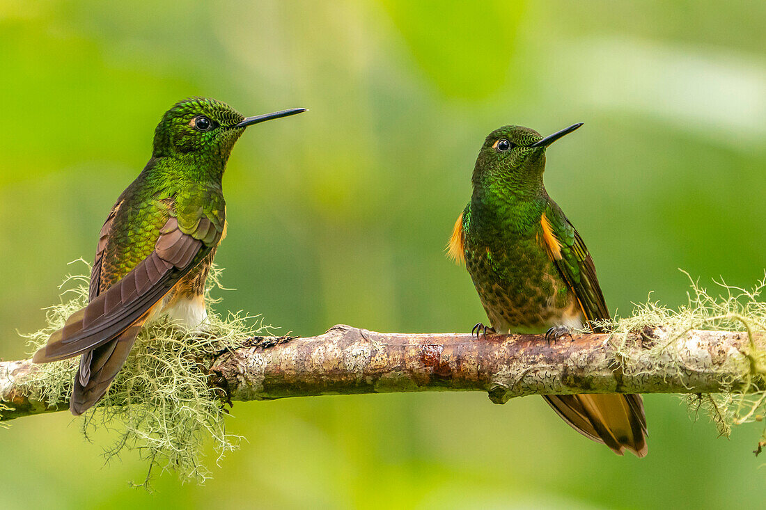 Ecuador, Guango. Buff-tailed coronet hummingbirds close-up.