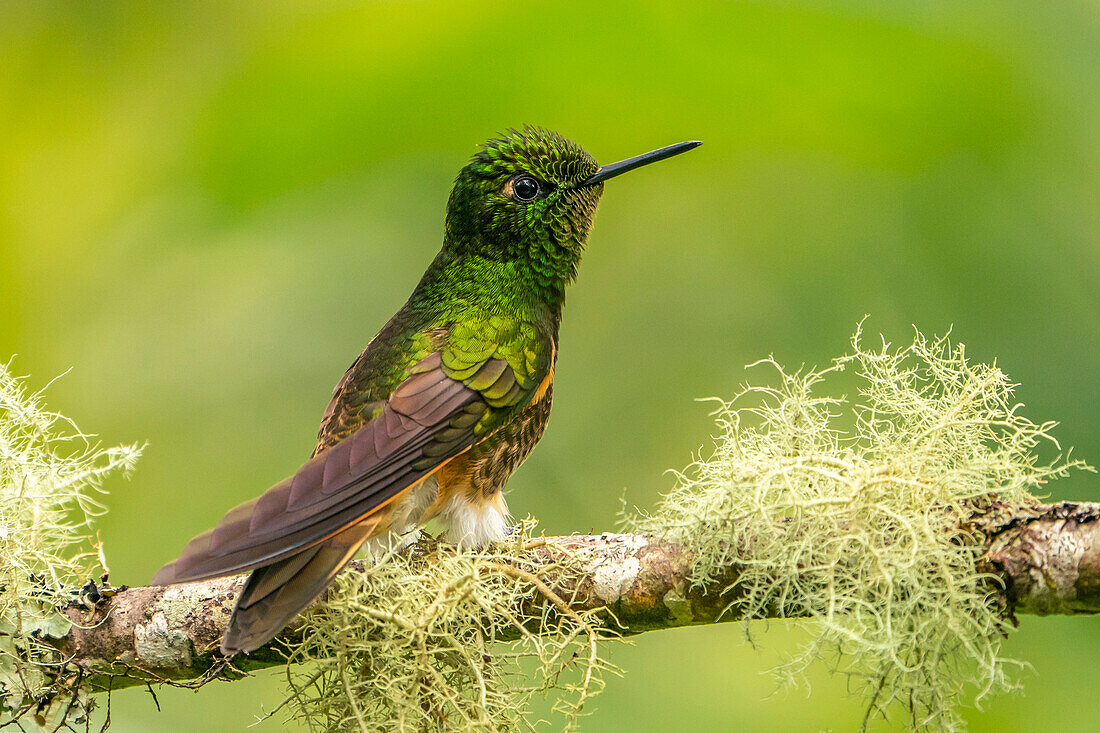 Ecuador, Guango. Buff-tailed coronet hummingbird close-up.
