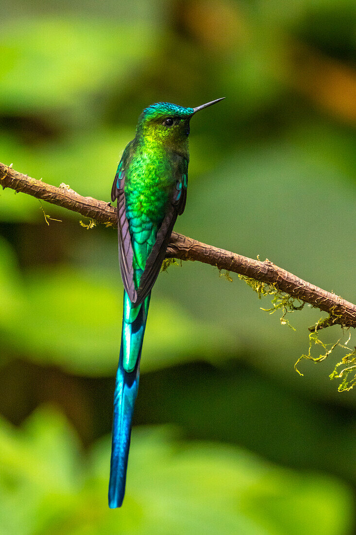 Ecuador, Guango. Langschwanzsylphenkolibri, Nahaufnahme.