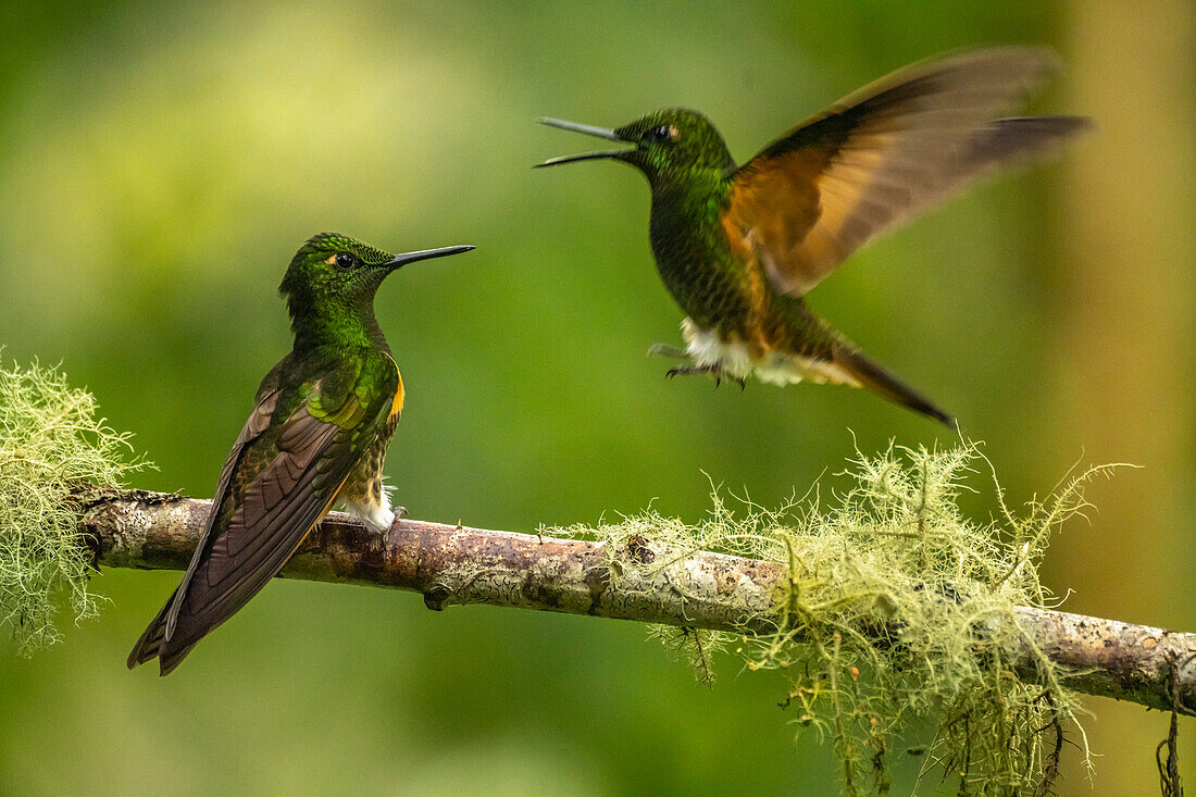 Ecuador, Guango. Büffelschwanz-Koronetthummelkolibris im Kampf.