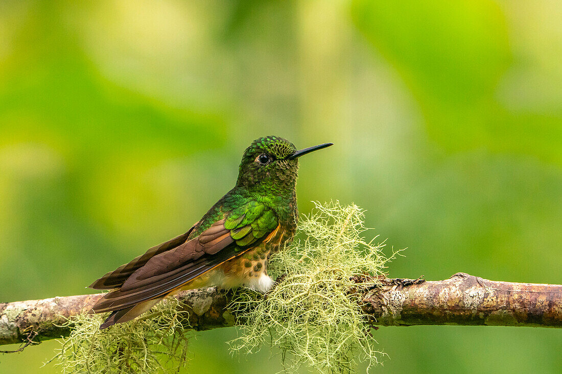 Ecuador, Guango. Büffelschwanz-Kronenkolibri aus der Nähe.