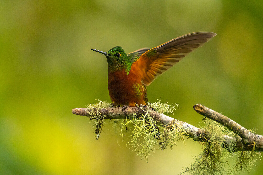 Ecuador, Guango. Chestnut-breasted coronet hummingbird close-up.