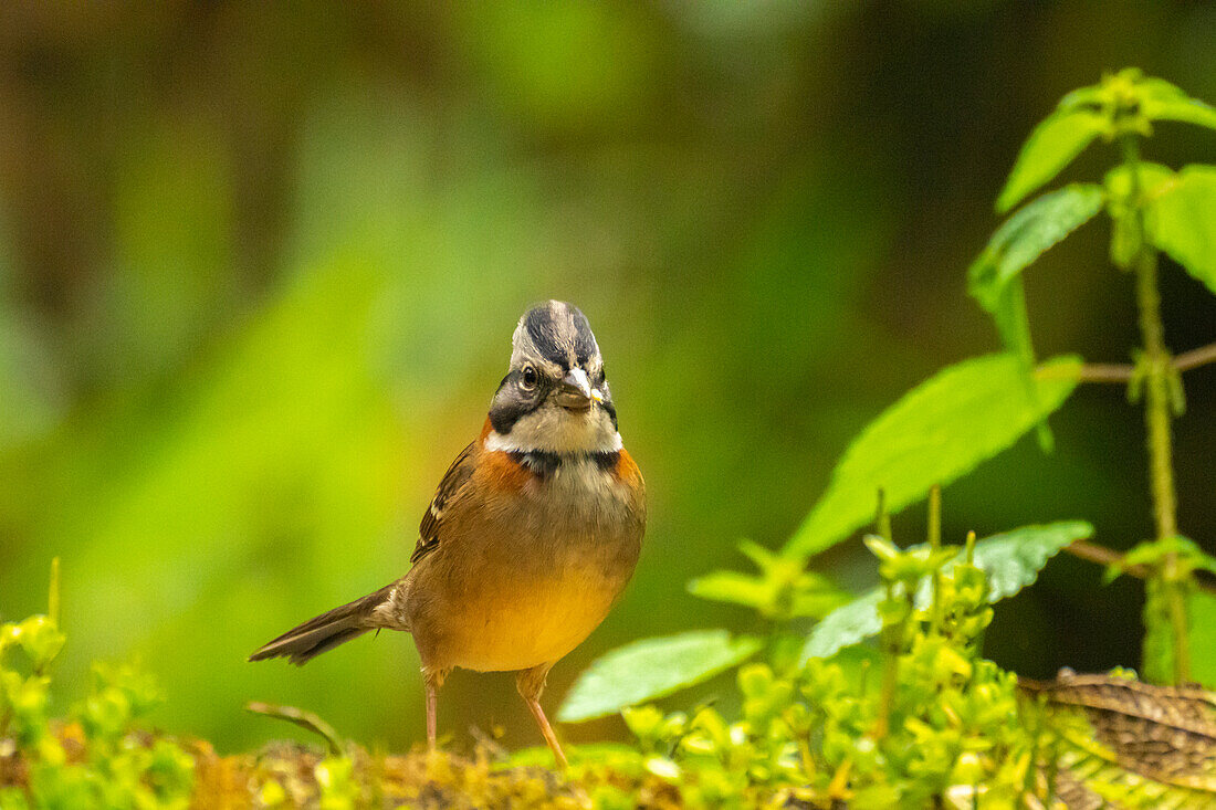 Ecuador, Guango. Rufous-collared sparrow close-up.