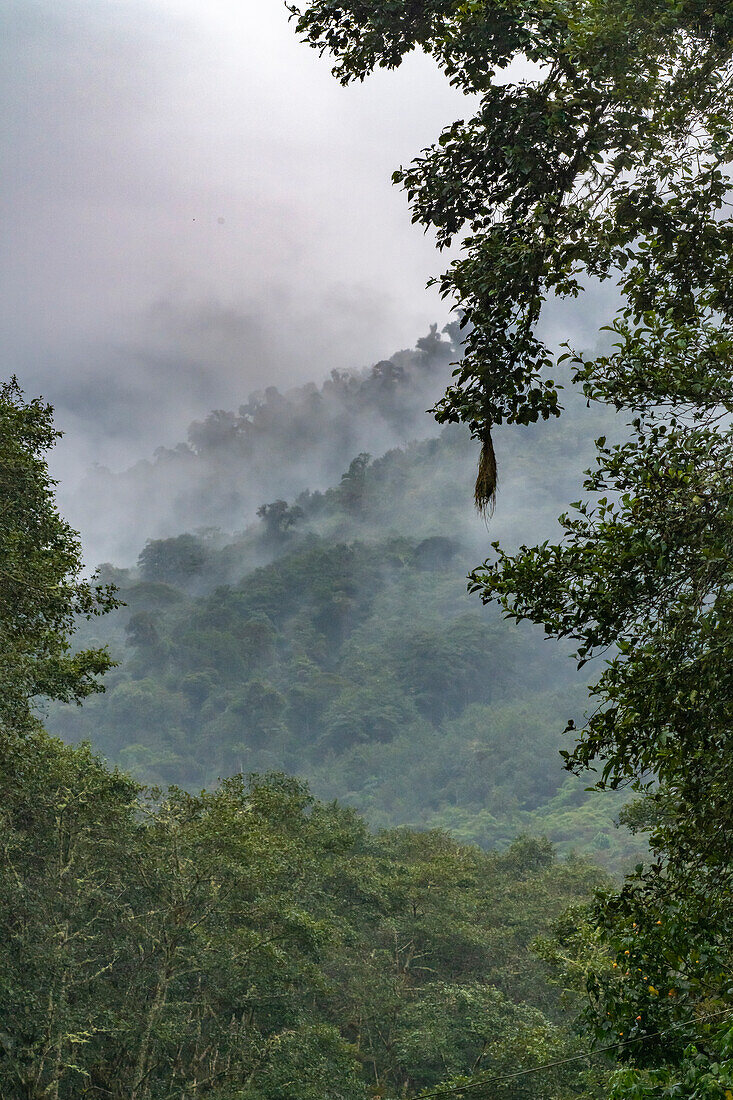 Ecuador, Guango. Cloud in jungle landscape.