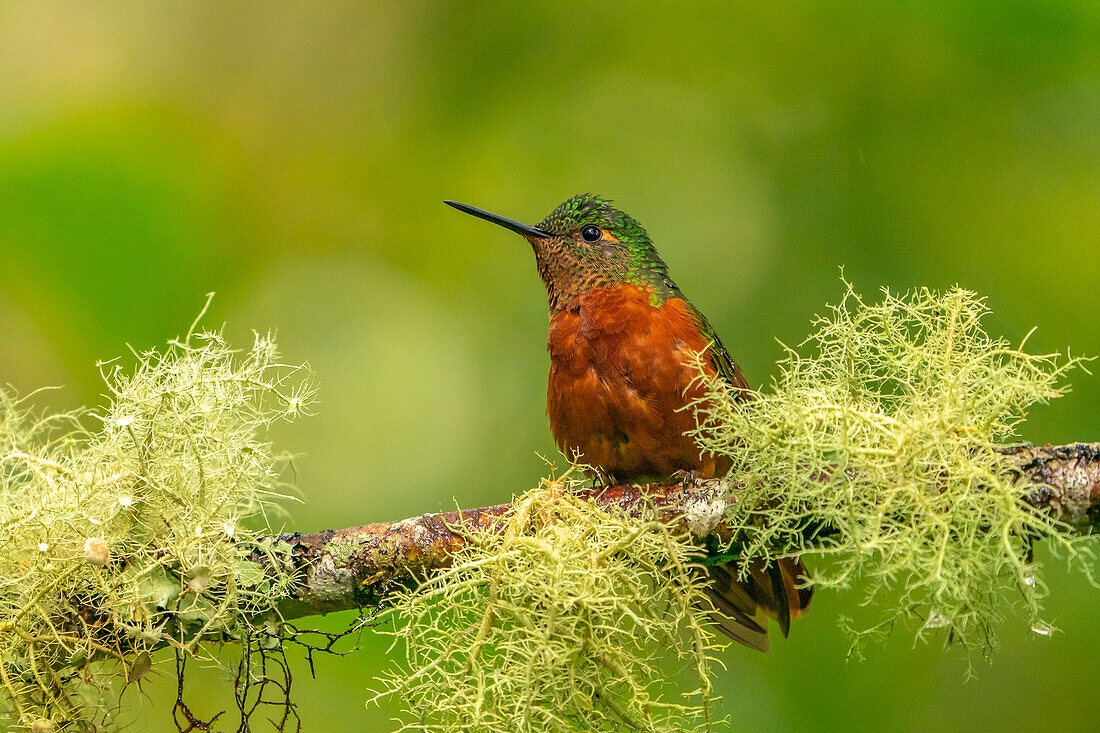 Ecuador, Guango. Chestnut-breasted coronet hummingbird close-up.