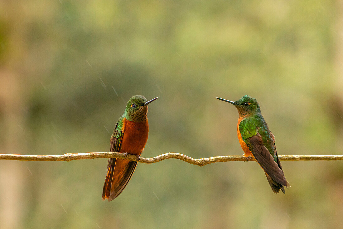 Ecuador, Guango. Zwei Kastanienbrust-Kronenkolibris auf einem Ast im Regen.