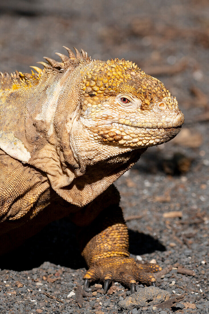 Ecuador, Galapagos, Isabela Island, Urbina Bay. Galapagos land iguana