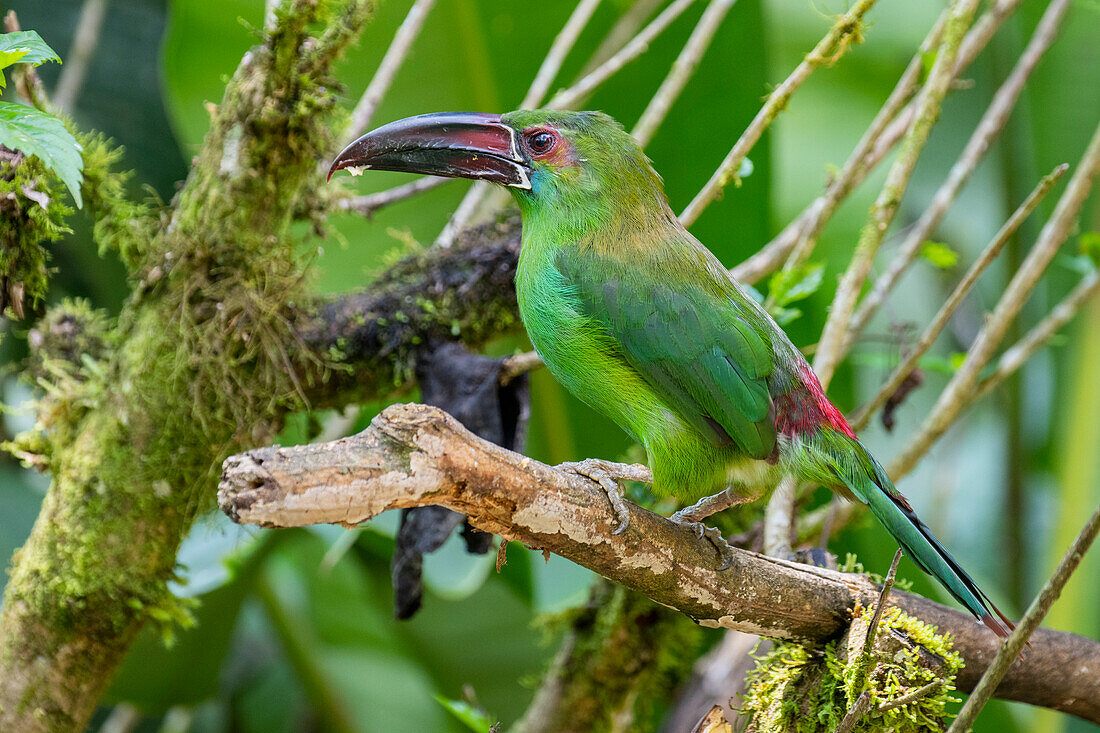 Ecuador, Tandayapa-Tal, Alambi-Reservat. Rotbürzeltukanet, auch bekannt als Kastanienschnabel-Smaragdtukanet, Rotbürzeltukanet und Rotbürzeltukanet.