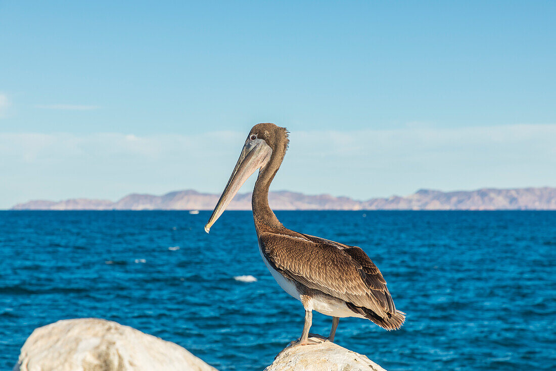 Loreto, Baja California Sur, Mexico. A Brown pelican along the shore of the Sea of Cortez.