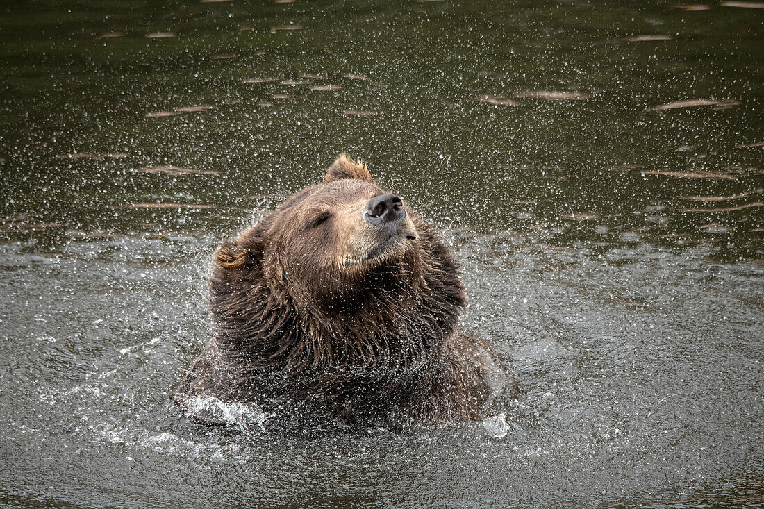 Braunbär in der Festung des Bären, einem Rettungszentrum in Sitka, schüttelt das Wasser ab.