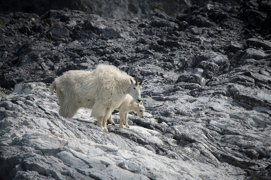 Bergziegenmama und ihr Zicklein finden am Gloomy Knob, Glacier Bay, wieder Halt.