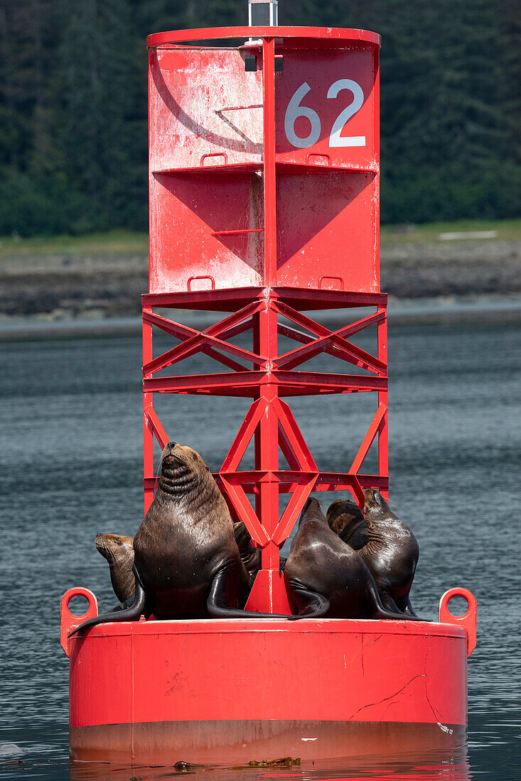 USA, Alaska, Petersburg. Steller sea lions on red buoy marker 62.
