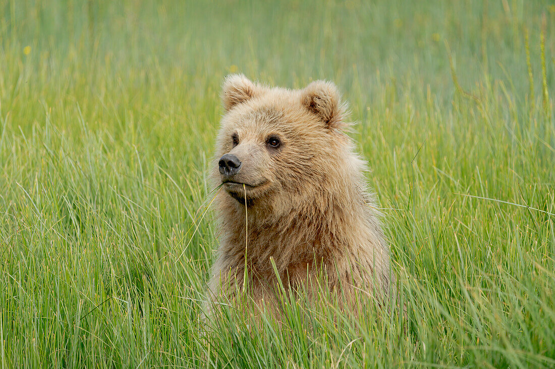 USA, Alaska. Portrait eines hellen Braunbärenjungen.