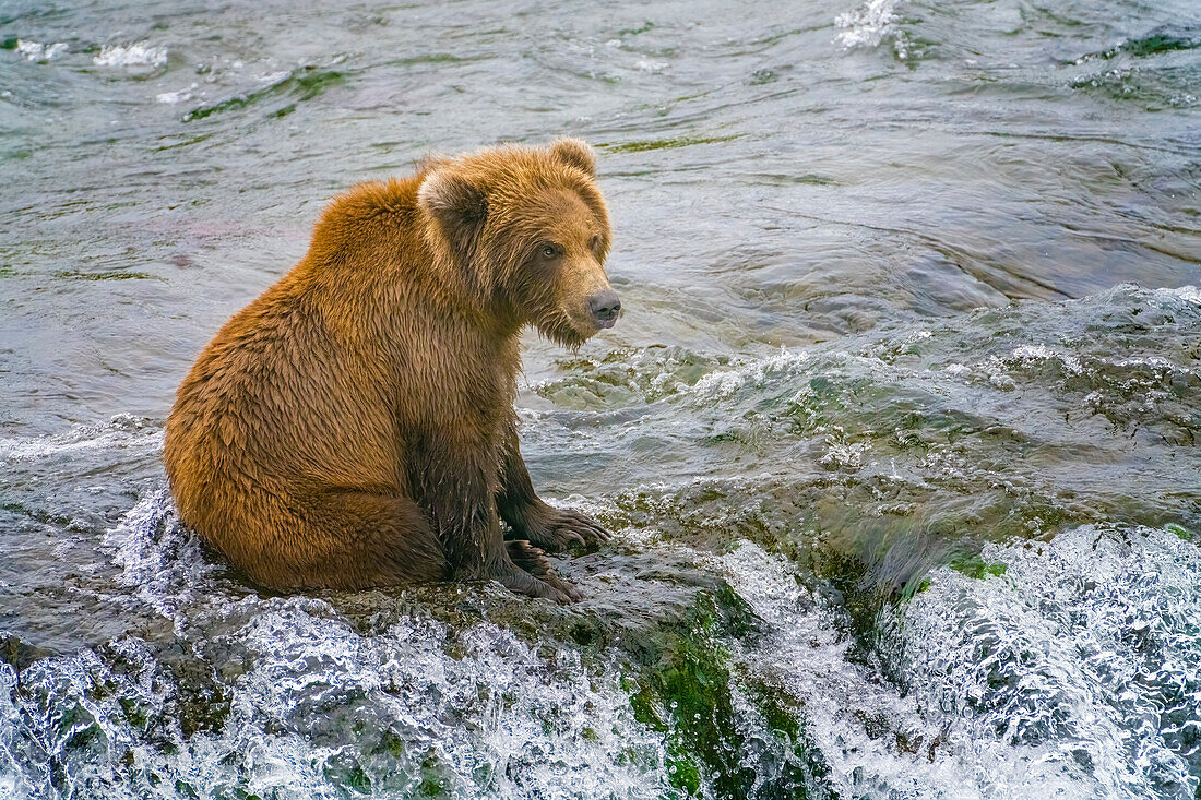 Alaska, Brooks Falls. Ein Grizzlybärjunges sitzt auf der Spitze des Wasserfalls.