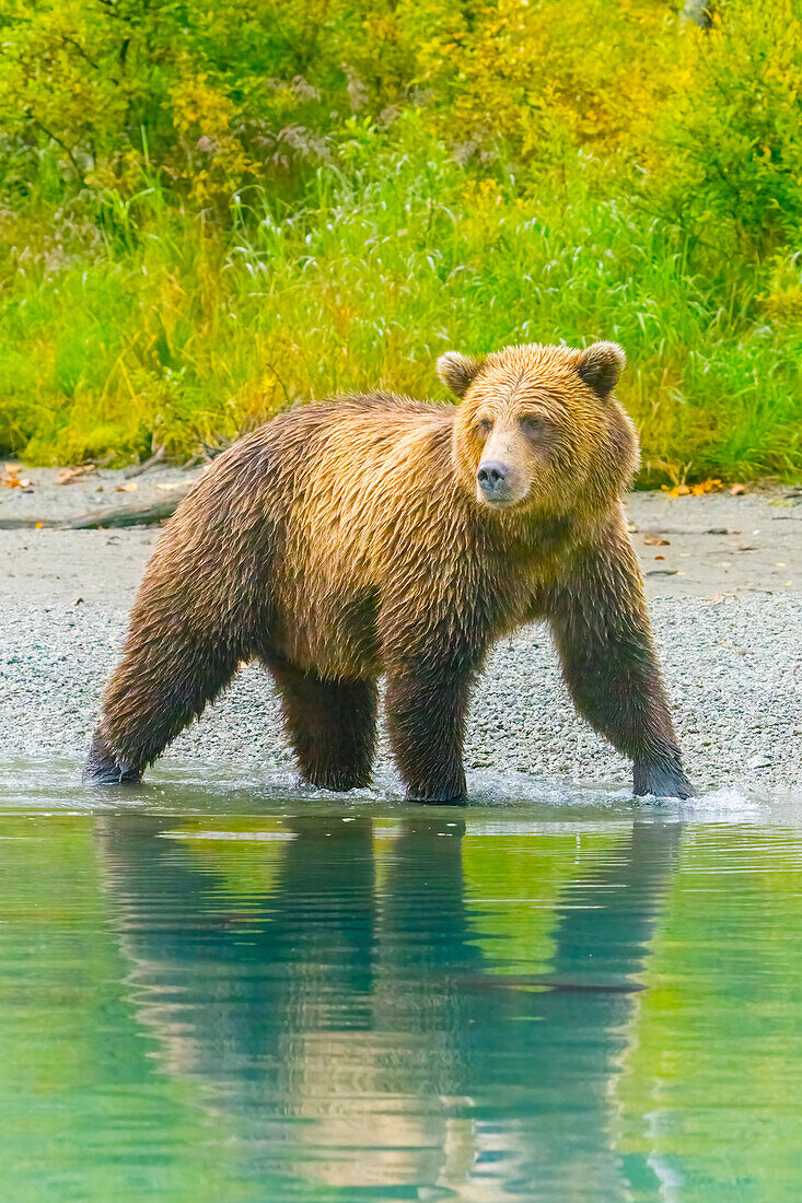 Alaska, Lake Clark. Grizzly bear walks along the shoreline.