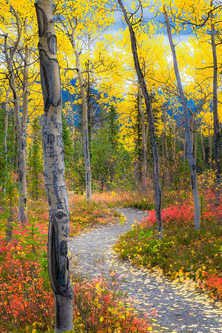 Alaska, Denali National Park. A hiking trail through fall foliage