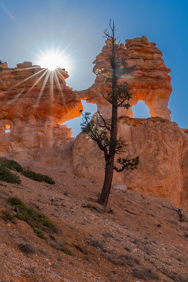 Vereinigte Staaten von Amerika, Utah. Ponderosa-Kiefer und Hoodoos mit Starburst, Bryce Canyon National Park.