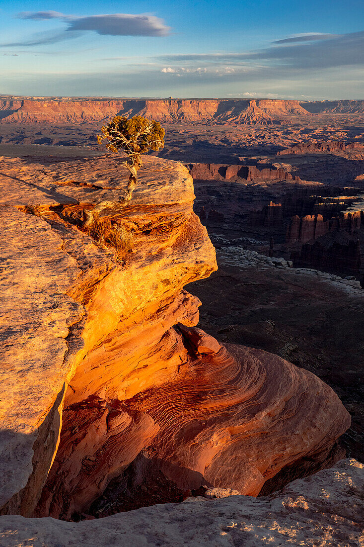 USA, Utah. Twisted juniper at an overlook, Dead Horse Point State Park.