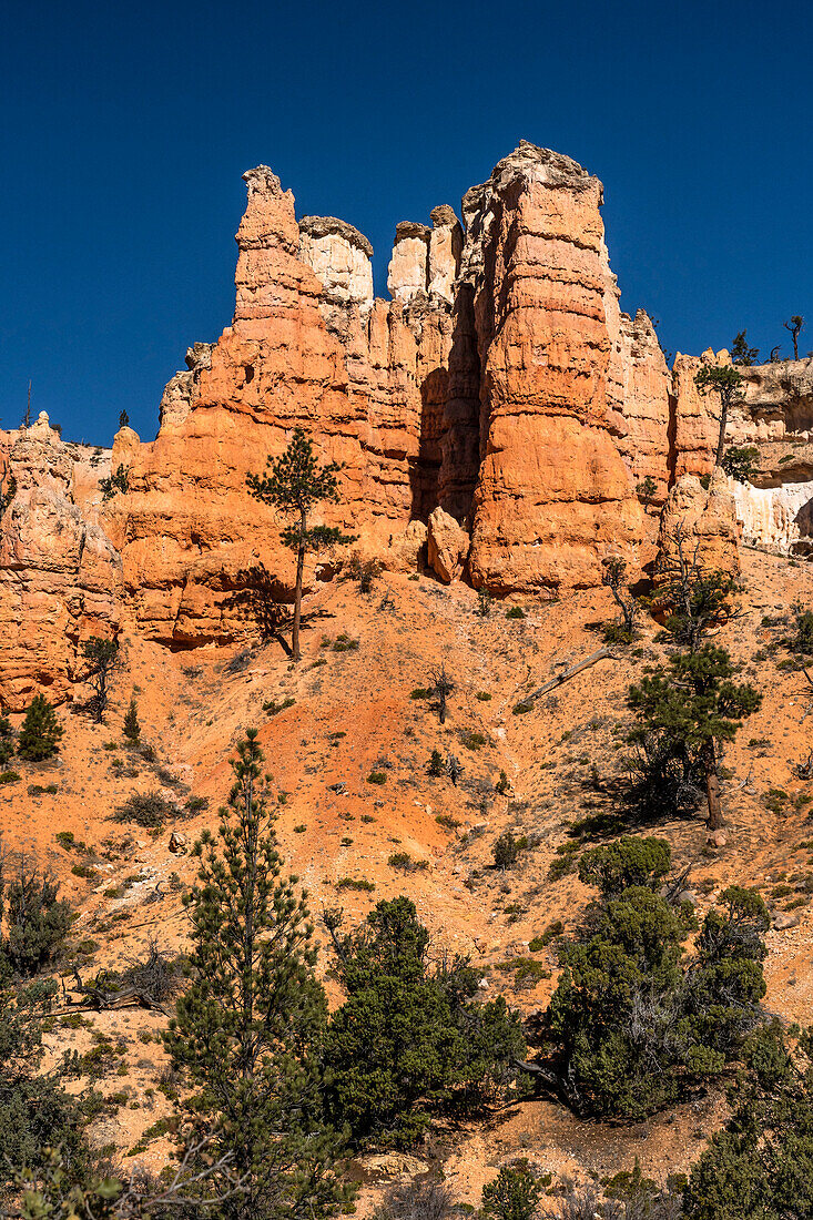USA, Utah. Orange and white hoodoos and pinyon pine, Bryce Canyon National Park.