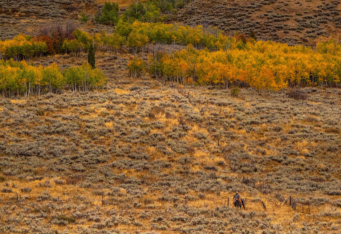 USA, Utah, Logan Highway 89 cowboy on horseback along fence line