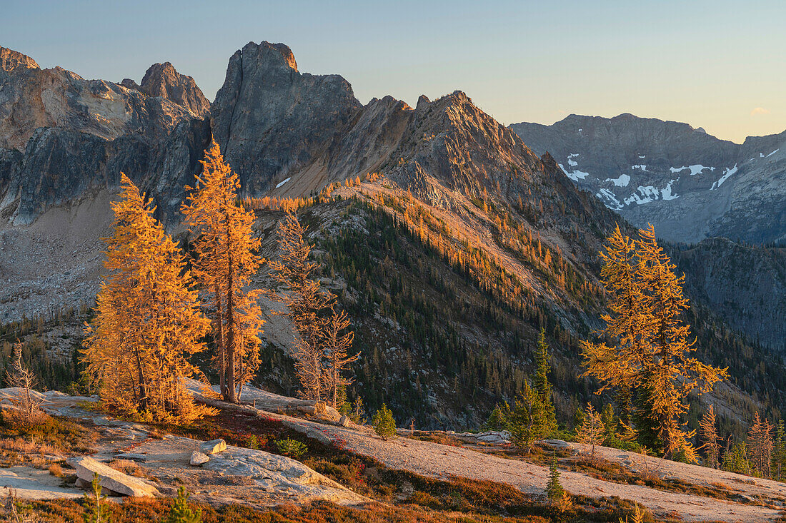 Subalpine Lärchen in goldener Herbstfärbung am Cutthroat Pass. Der Cutthroat Peak liegt in der Ferne. Nordkaskaden, Bundesstaat Washington