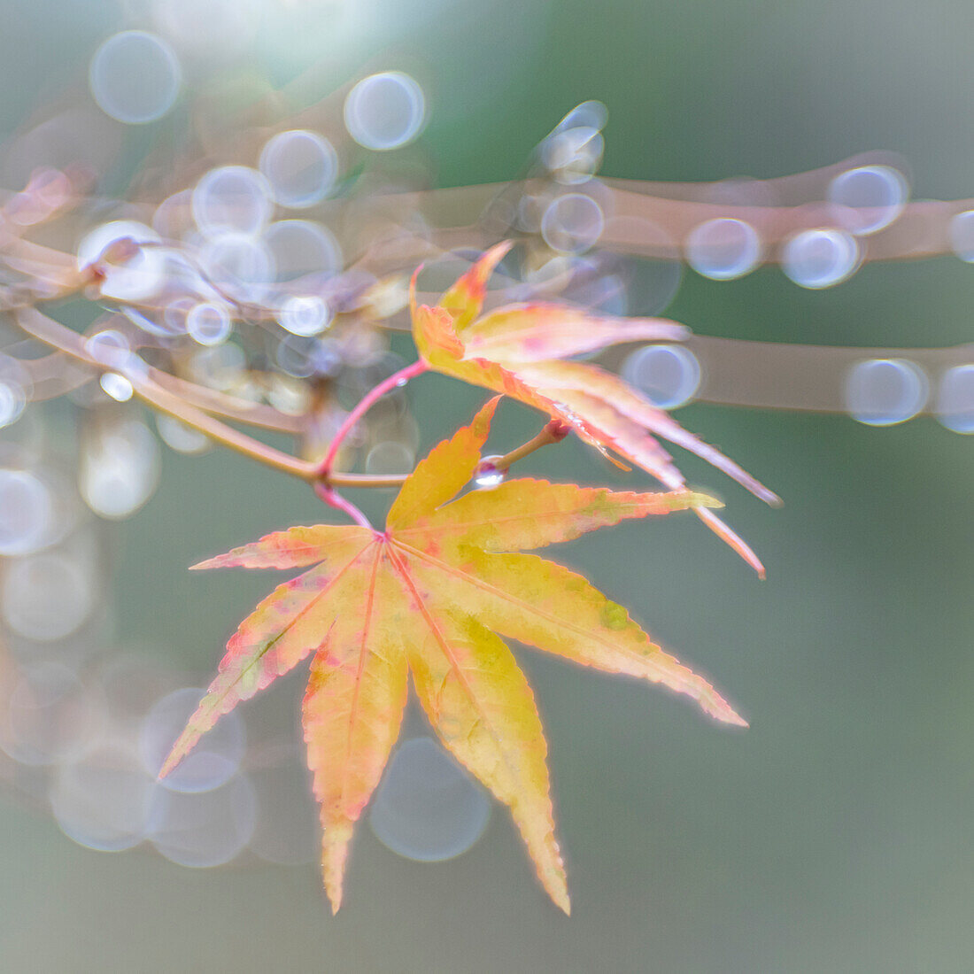 USA, Washington State, Seabeck. Japanese maple leaves after autumn rainstorm.