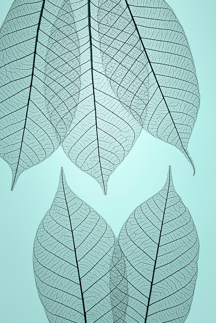 USA, Washington State, Seabeck. Pattern of skeletonized leaves.