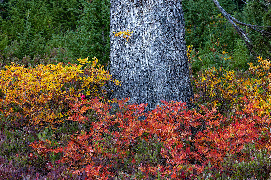 Heidelbeere und Eberesche in Herbsttönen unter einer Douglasie im Mount Rainier National Park, Washington State, USA