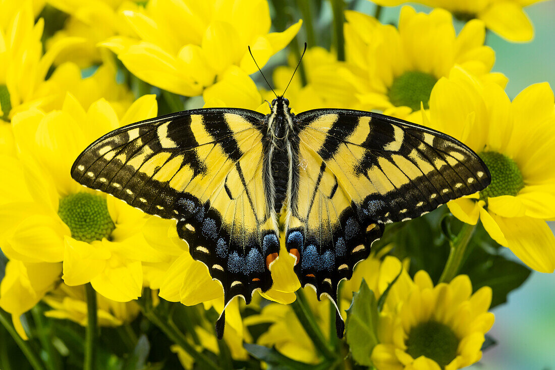 USA, Washington State, Sammamish. Eastern tiger swallowtail butterfly