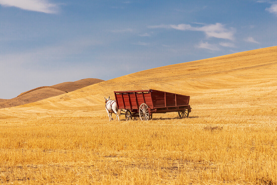USA, Washington State, Whitman County, Palouse. Harvesting wheat. Old fashioned threshing farm equipment.