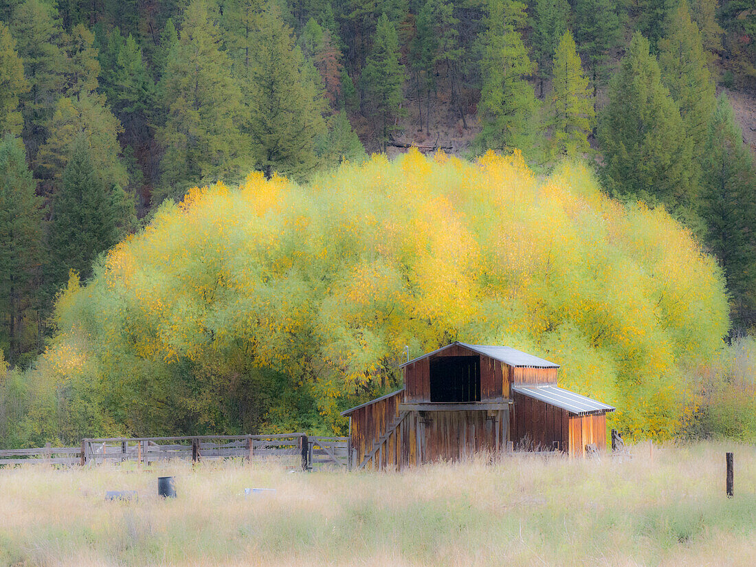 USA, Washington State, Okanogan County. Old barn in a field in the fall.