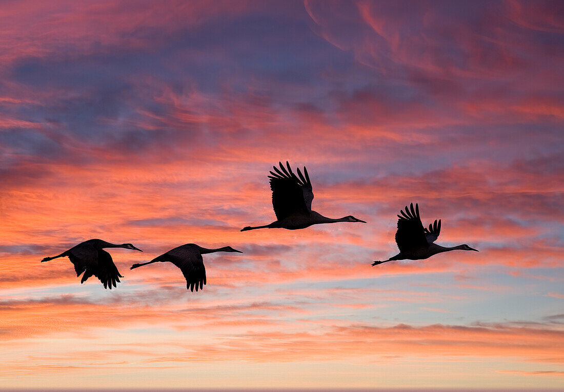USA, New Mexico. Bosque Del Apache National Wildlife Refuge with sandhill cranes in flight silhouetted at sunset.