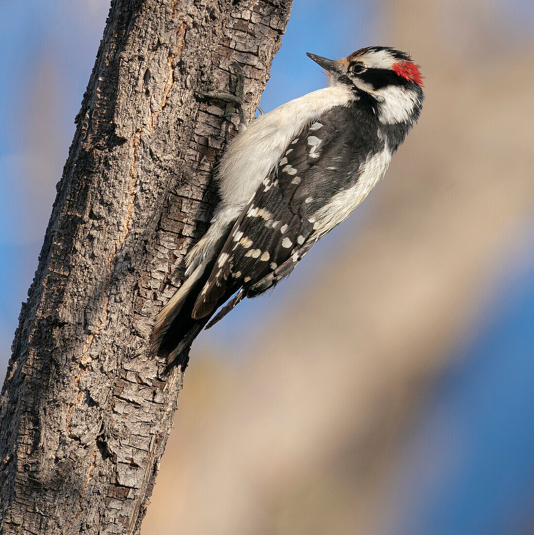 Hairy woodpecker, Ojito de San Antonio trail, New Mexico