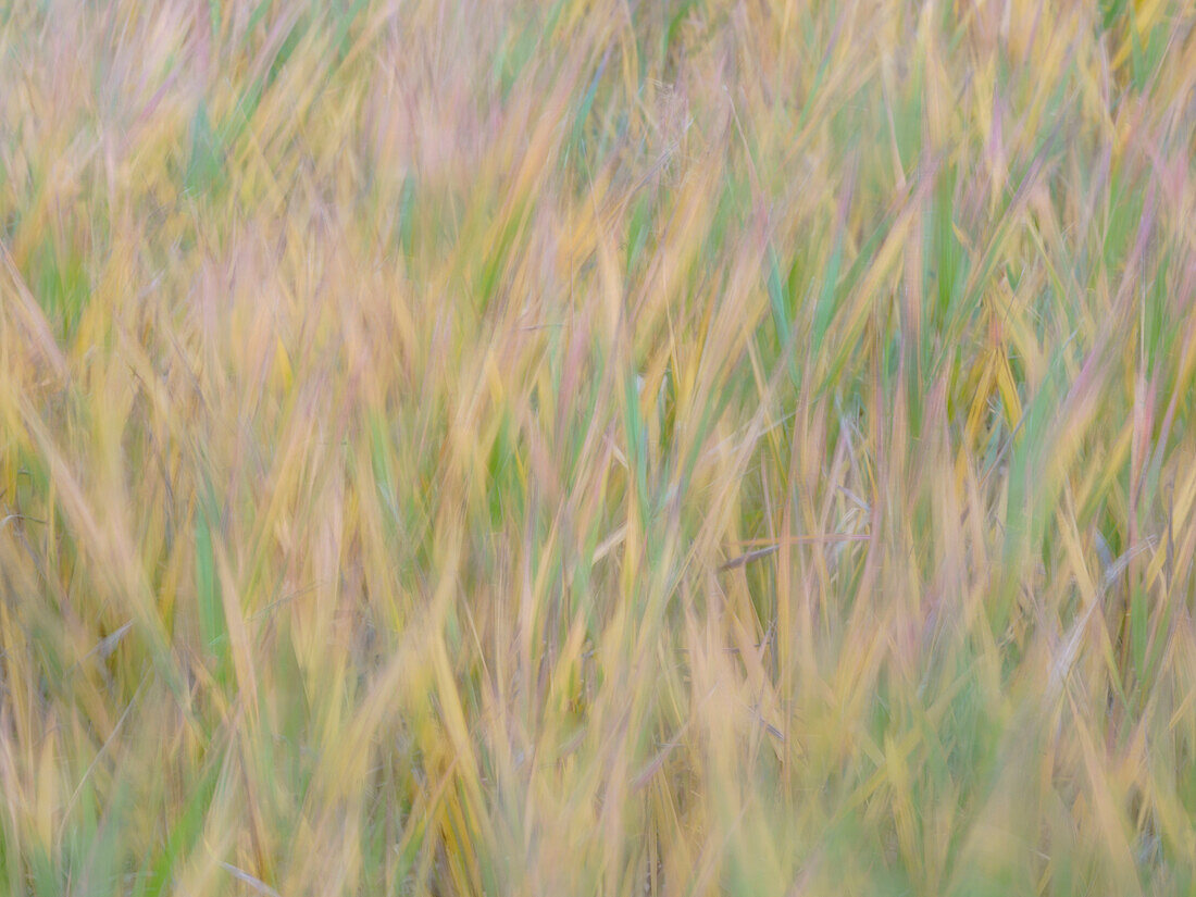 Fall grasses on 10K Trail, Sandia mountains, New Mexico