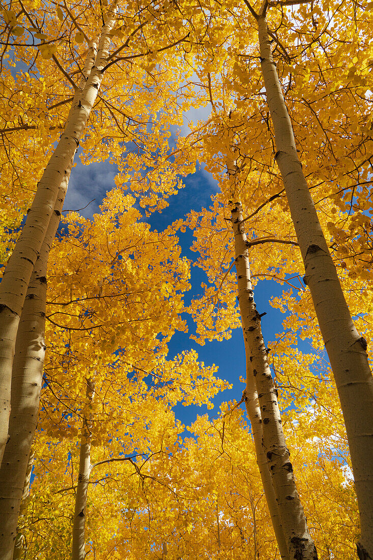 Zitterpappel, Herbstsaison, Sandia Mountains, Cibola National Forest, New Mexico