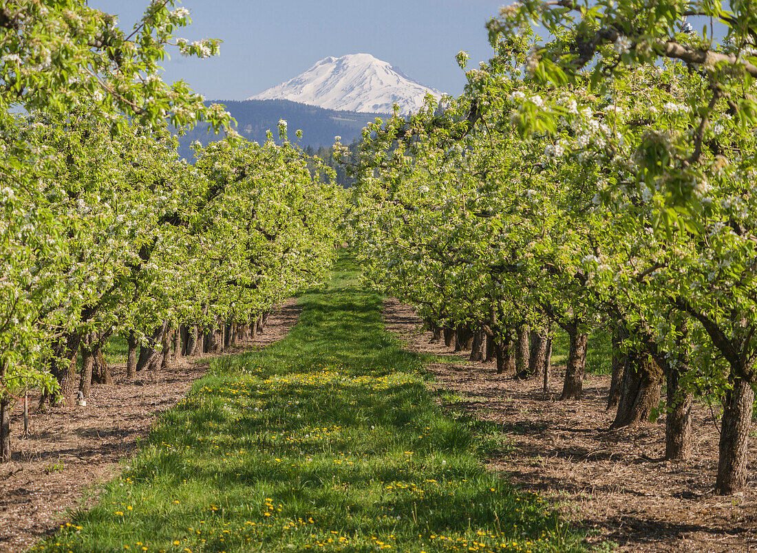 USA, Oregon. Mt. Adams von einer blühenden Obstplantage aus gesehen.