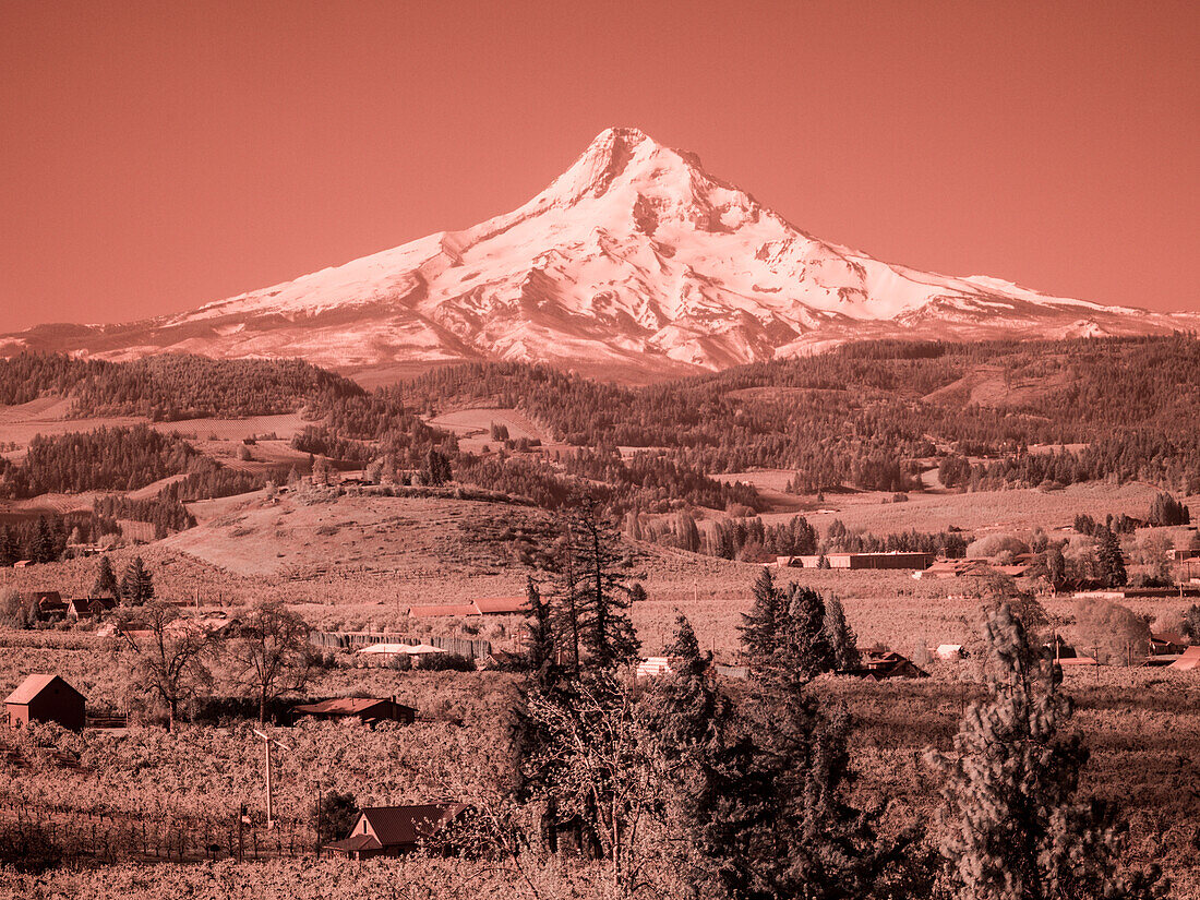 USA, Oregon, Columbia Gorge. Infrared of spring orchards in bloom and Mount Hood