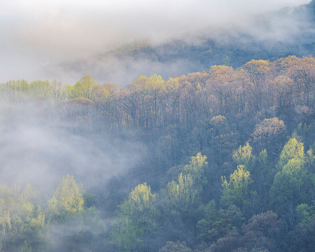 USA, Tennessee, Smokey Mountains National Park. Sonnenaufgang Nebel über Bergwald.