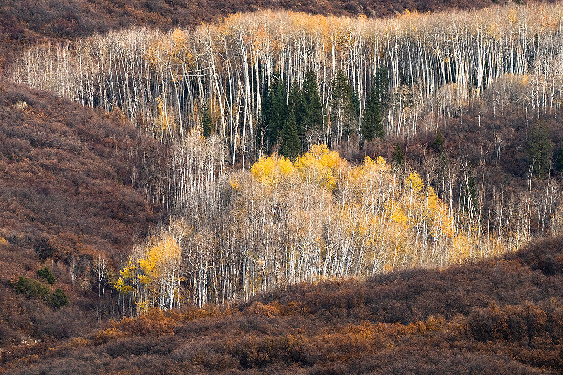 USA, Utah. Autumn aspen in the Manti-La Sal National Forest.