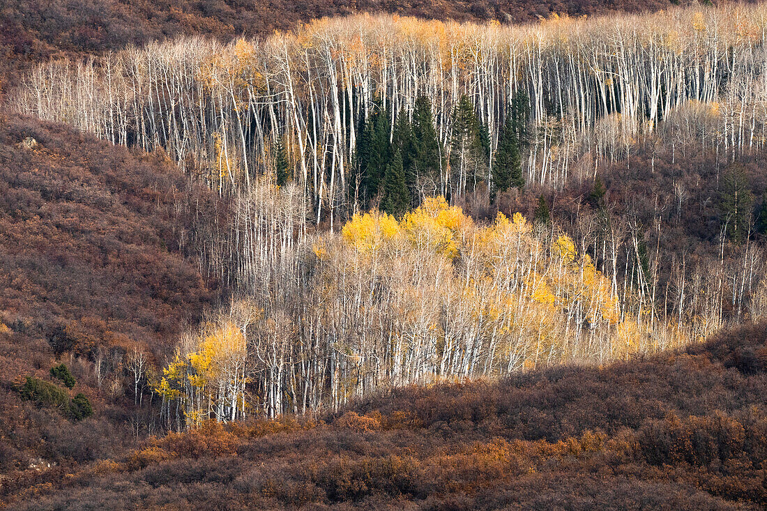 USA, Utah. Herbstpappel im Manti-La Sal National Forest.