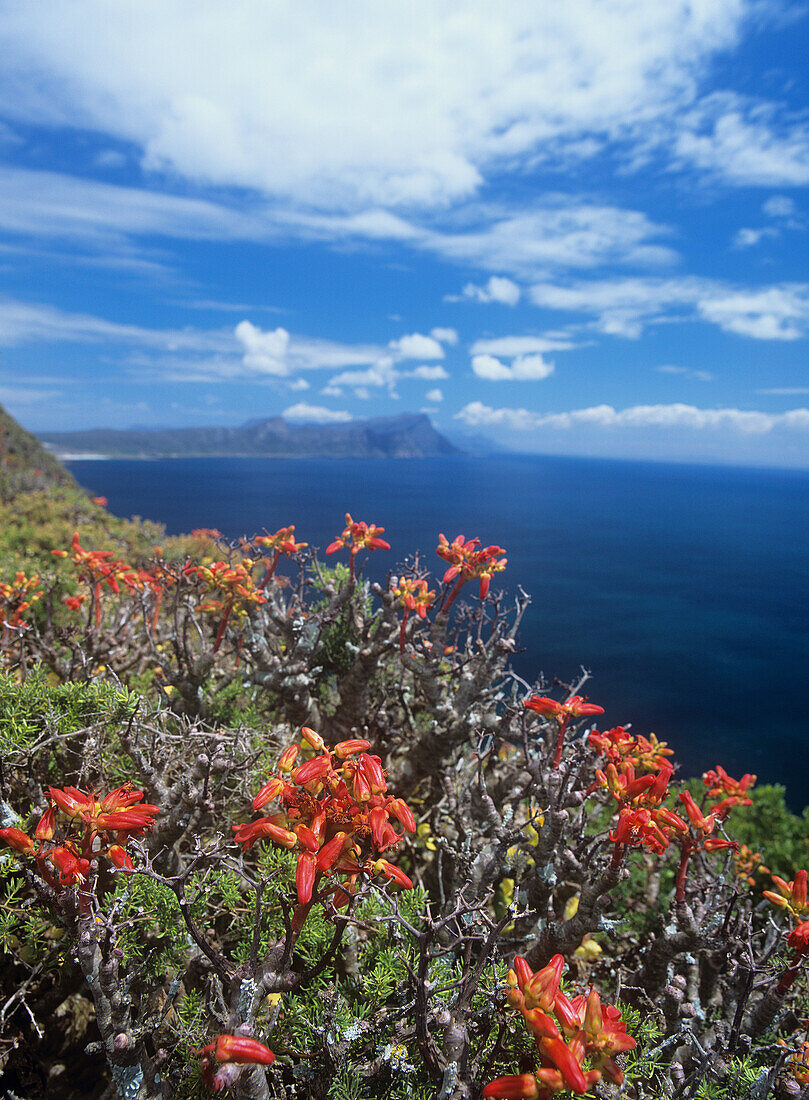 Fynbos-Pflanzen im Naturreservat am Kap der Guten Hoffnung