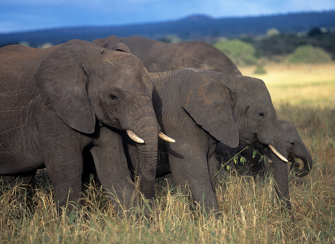 Elefantenfamilie frisst Gras, Tarangire Nationalpark