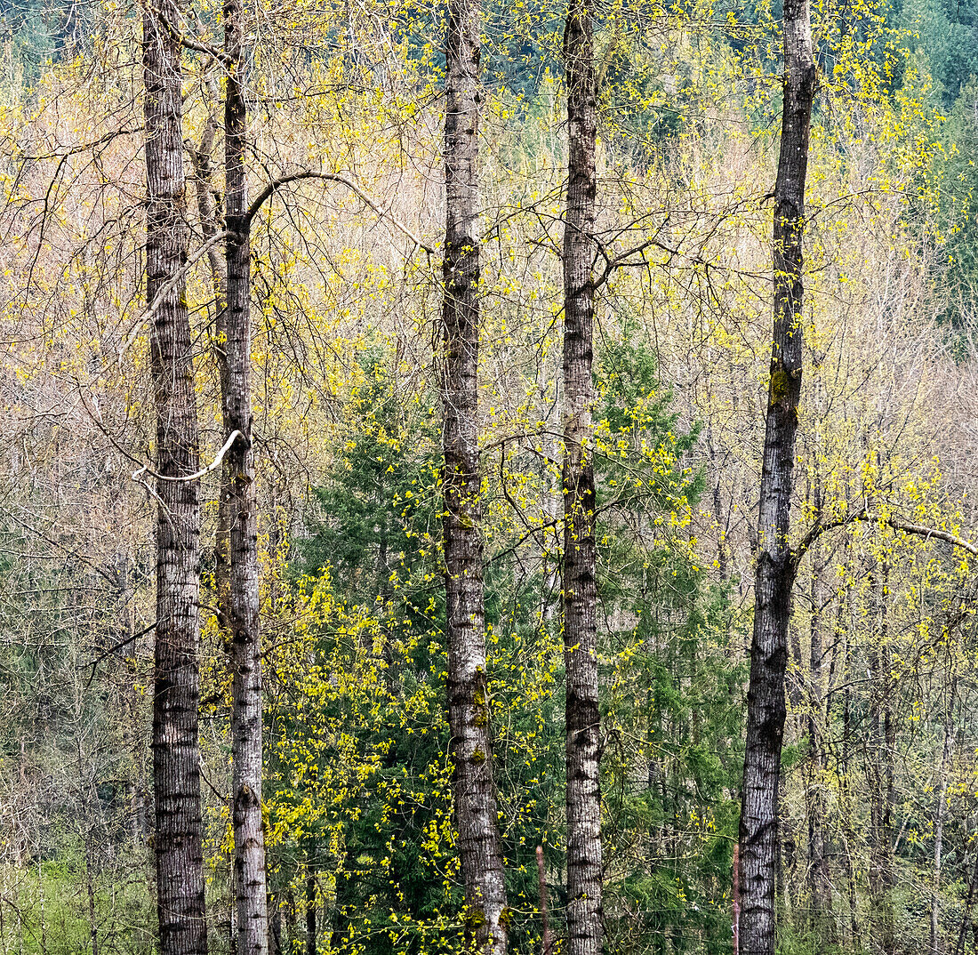 USA, Bundesstaat Washington, Fall City Baumwollbäume, die im Frühjahr am Snoqualmie River aufblühen
