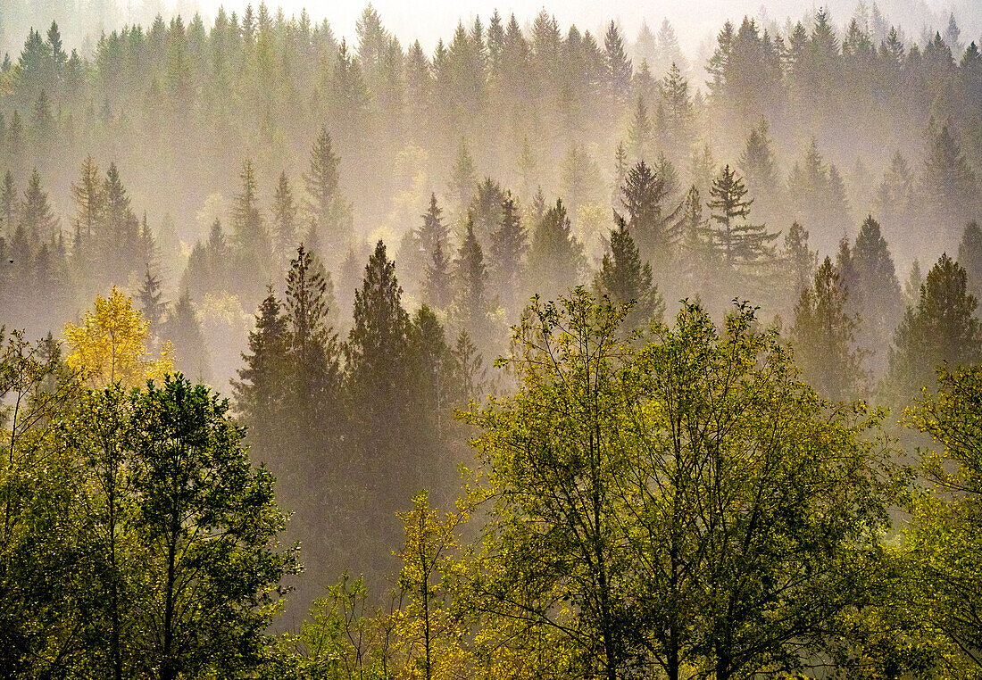 USA, Washington State, Preston Evergreens and Cottonwood trees lifting fog on hillside.