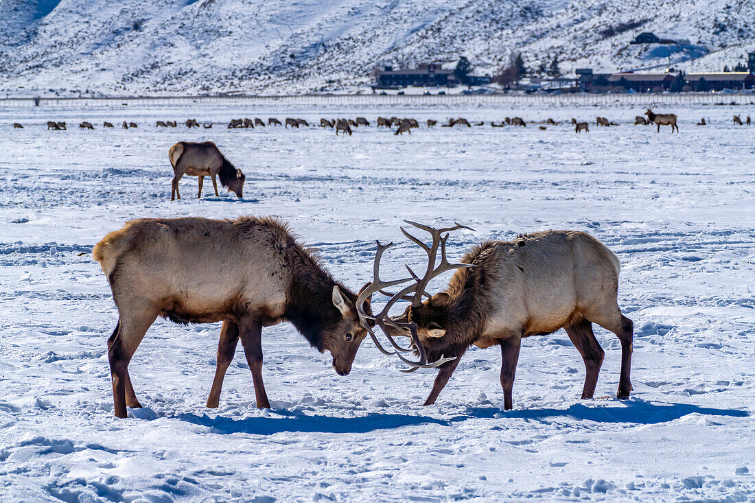 USA, Wyoming, National Elk Refuge. Elchbullen beim Sparring.