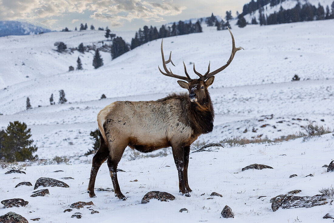 USA, Wyoming, Yellowstone National Park. Einsamer Elchbulle im Schnee