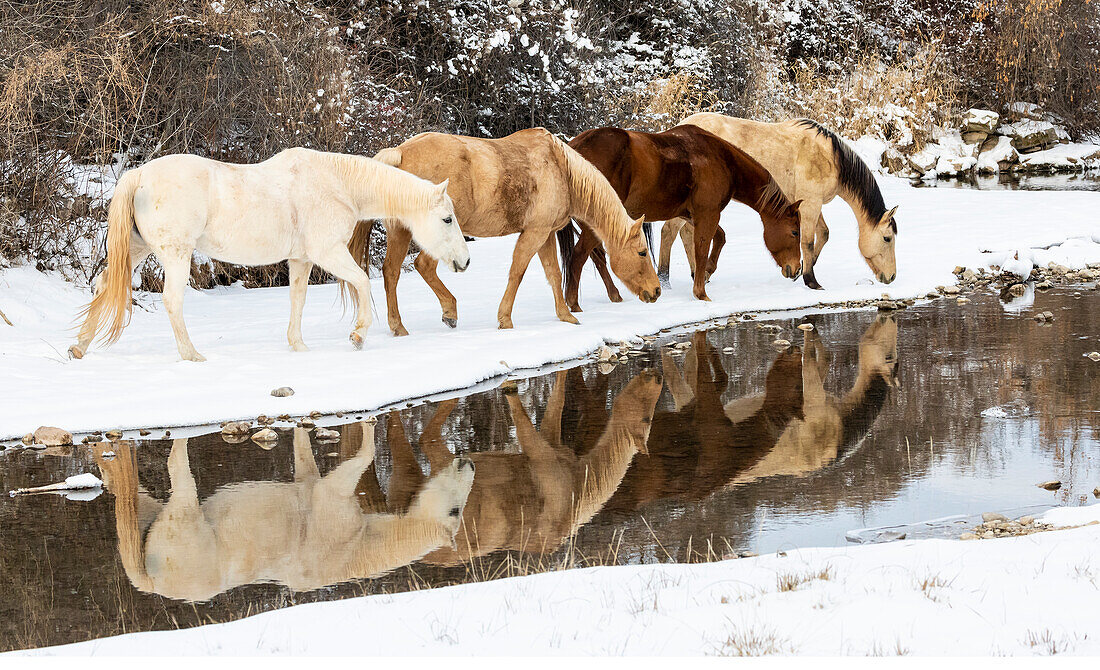 USA, Shell, Wyoming. Pferde der Hideout Ranch in der Spiegelung des Shell Creek. (PR,MR)