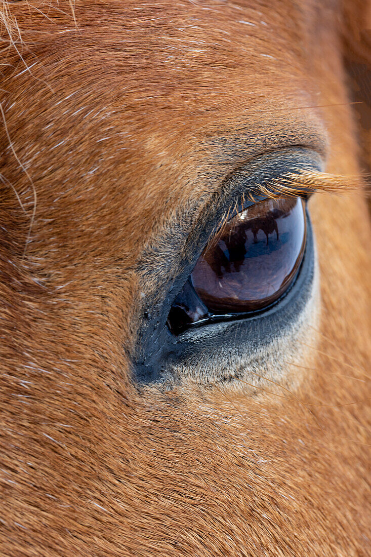 USA, Shell, Wyoming. Hideout Ranch close-up of horses eye. (PR)