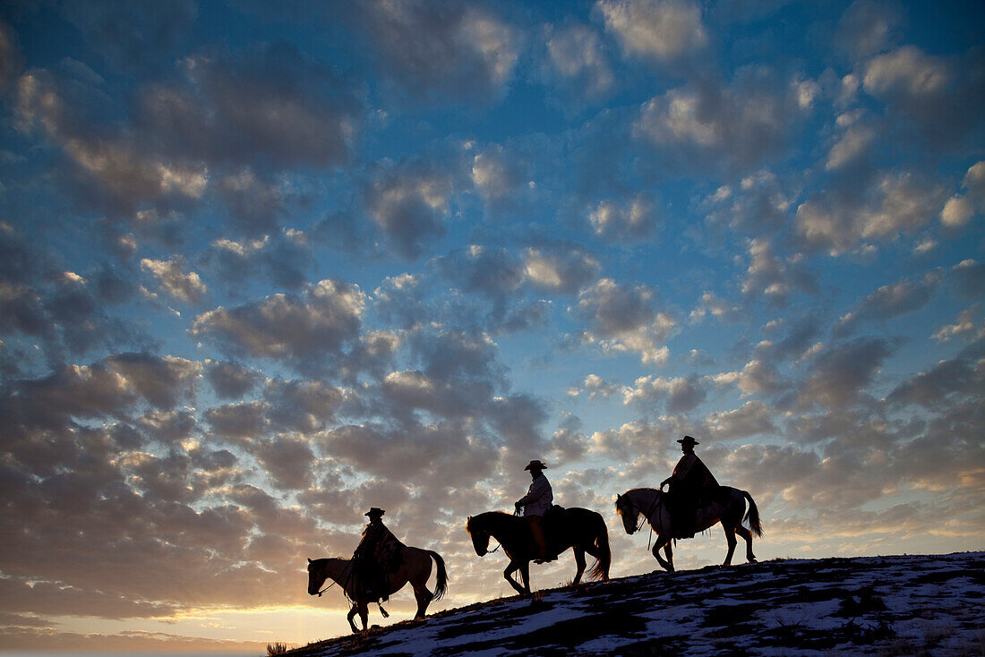 USA, Shell, Wyoming. Cowboys und Cowgirls der Hideout Ranch reiten bei Sonnenuntergang auf einem Bergrücken. (PR,MR)